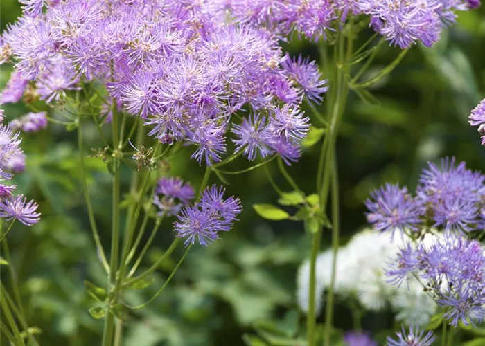 Thalictrum aquilegifolium