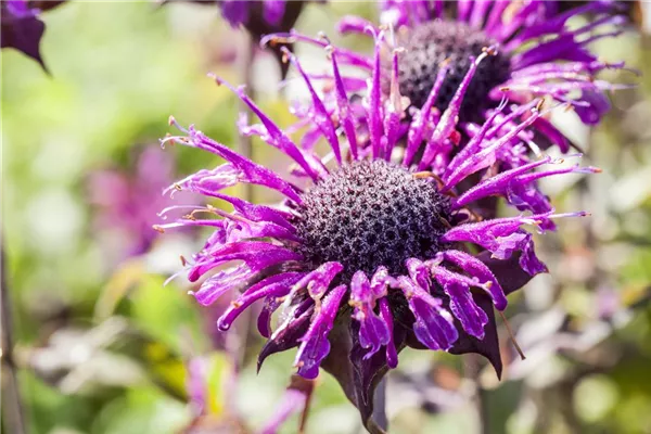 Garten-Indianernessel 'Beauty of Cobham'