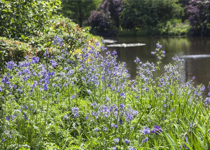 Polemonium caeruleum