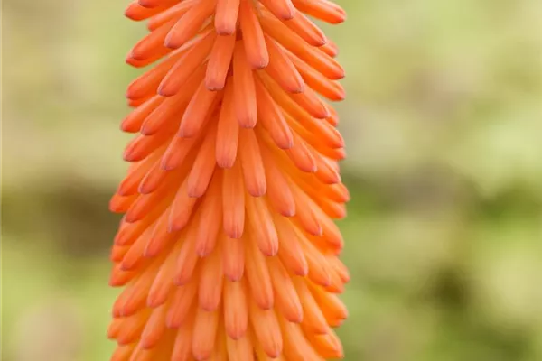 Fackellilie 'Grandiflora'