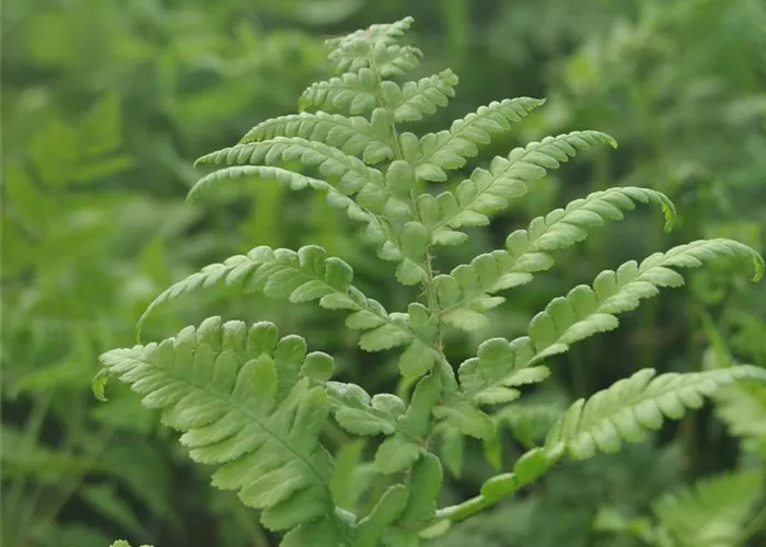 Thelypteris palustris