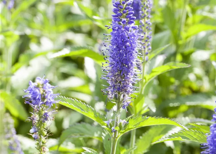 Veronicastrum virginicum 'Amethyst'