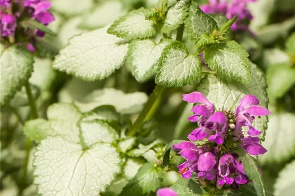 Gefleckte Garten-Taubnessel 'Pink Pewter'