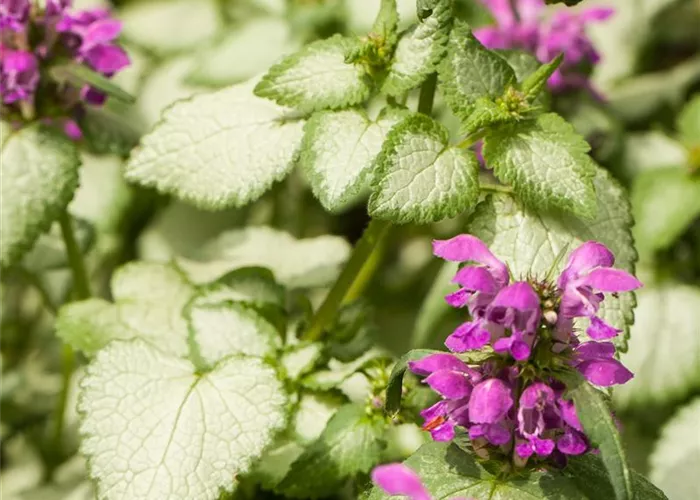 Lamium maculatum 'Pink Pewter'