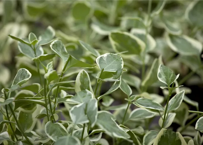 Vinca major 'Variegata' #