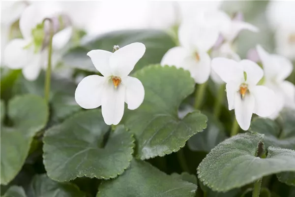 Duftveilchen 'Alba'