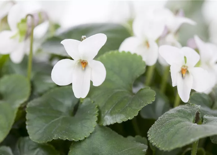 Viola odorata 'Alba'