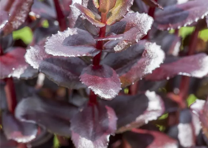 Sedum telephium 'Touchdown Teak'