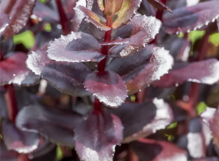 Großes Garten-Fettblatt 'Touchdown Teak'
