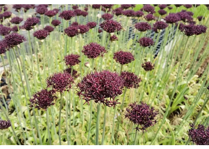 Allium atropurpureum Allium atropurpureum