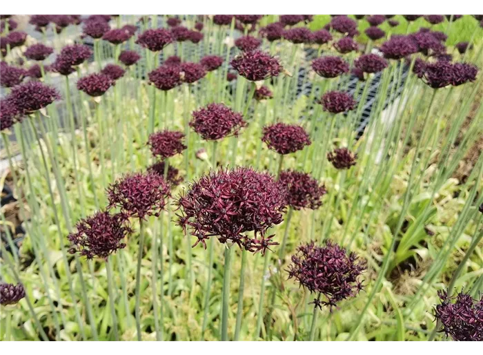 Purpurblütiger Lauch Purpurblütiger Lauch