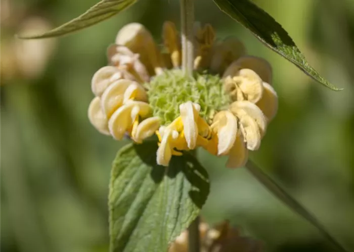 Phlomis russeliana
