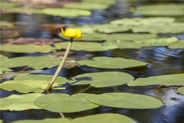 Große Teichrose