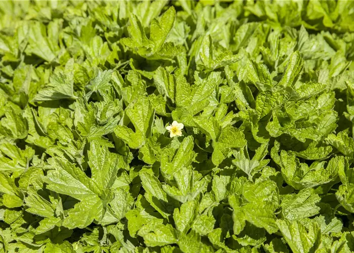 Waldsteinia geoides