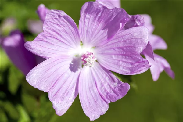 Rosenmalve 'Fastigiata'