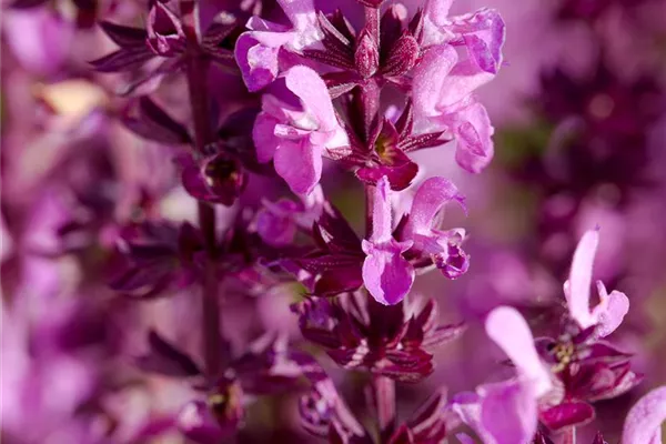 Garten-Blüten-Salbei 'Eos'