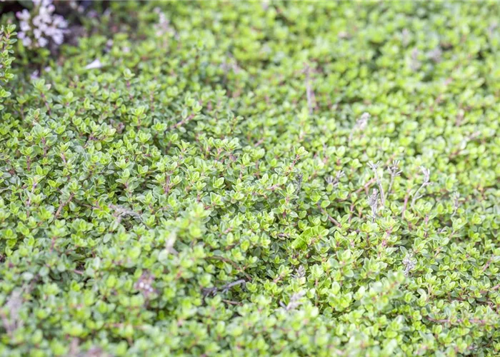 Thymus praecox 'Minor'