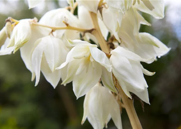 Yucca filamentosa