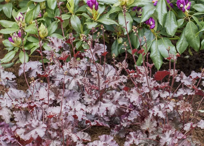 Heuchera x micrantha 'Stormy Seas' Heuchera x micrantha 'Stormy Seas'