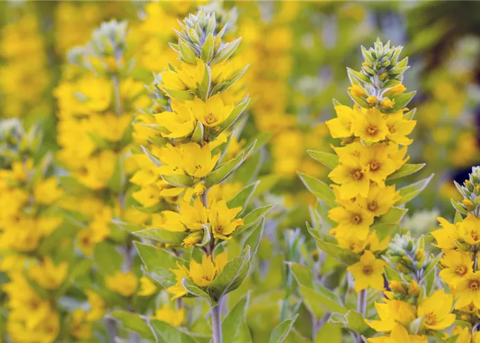 Lysimachia vulgaris