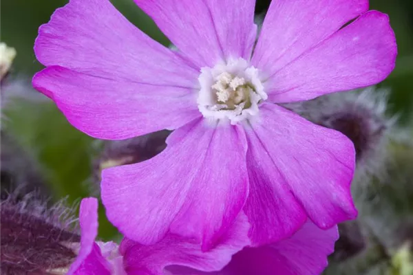 Garten-Herbst-Leimkraut 'Splendens'