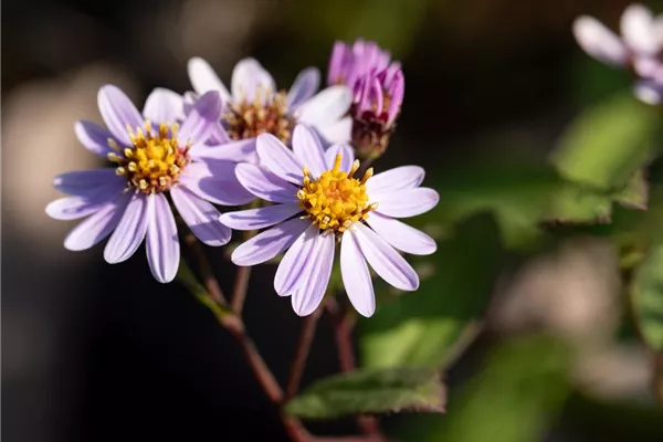 Wild-Aster 'Ezo Murasaki'