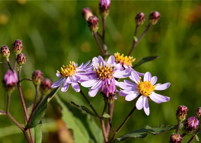 Aster ageratoides 'Ezo Muraski'