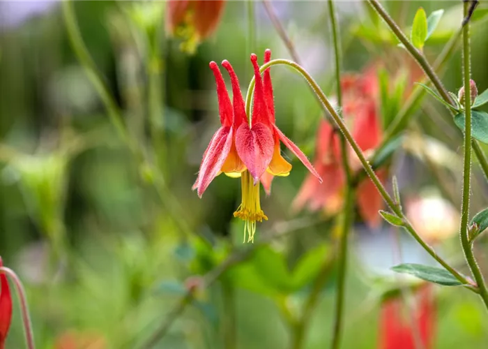 Aquilegia canadensis