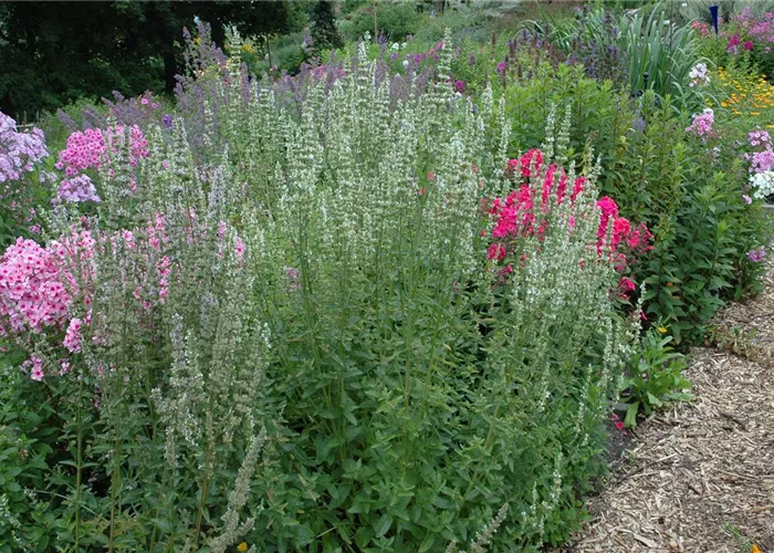 Agastache x rugosa 'Alabaster'