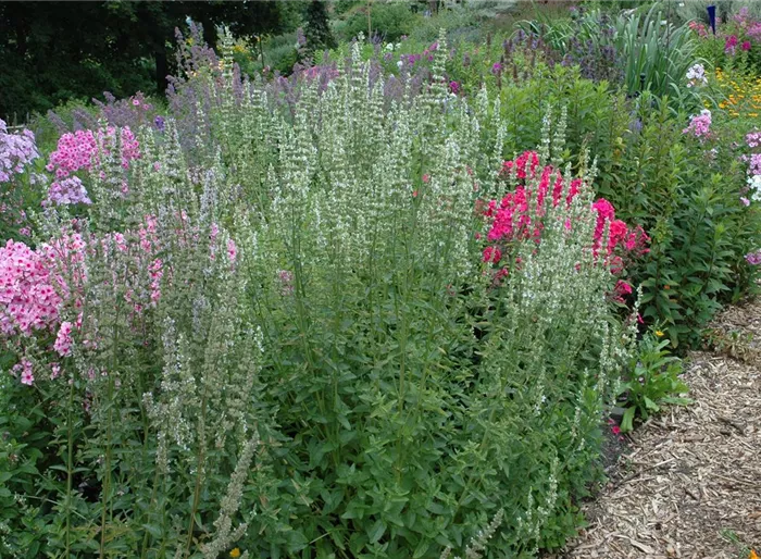 Garten-Duftnessel 'Alabaster'