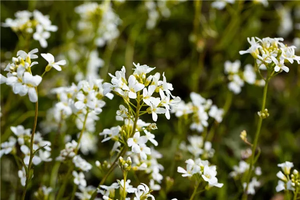 Karpaten-Schaumkresse 'Glacier'
