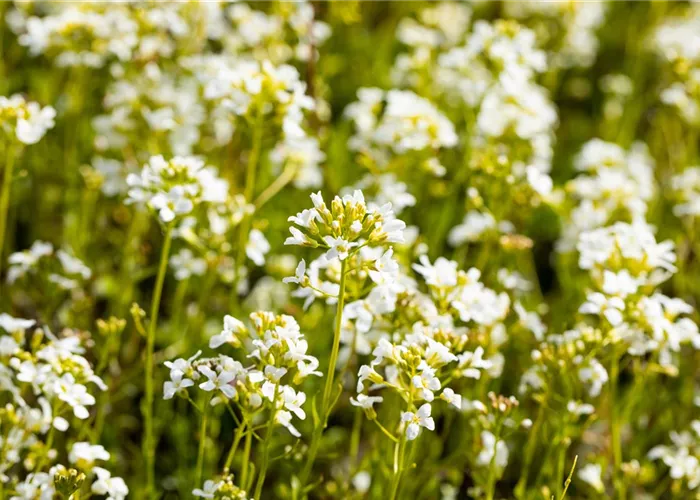 Arabis procurrens 'Glacier'