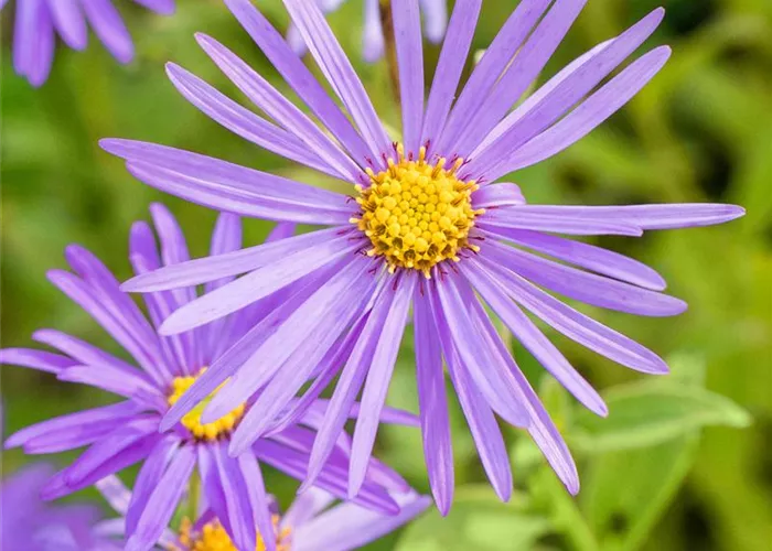 Aster x frikartii 'Mönch'