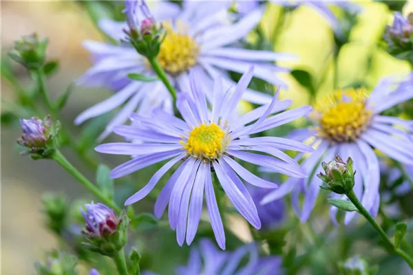 Sommer-Aster 'Wunder von Stäfa'
