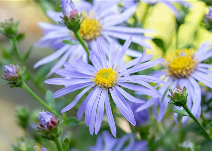 Aster x frikartii 'Wunder von Stäfa'