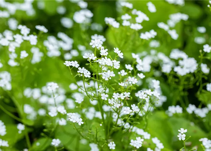 Brunnera macrophylla 'Betty Bowring'