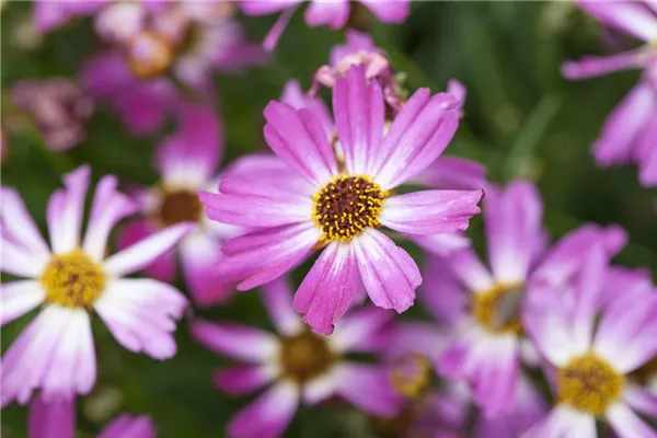 Garten-Mädchenauge 'American Dream'