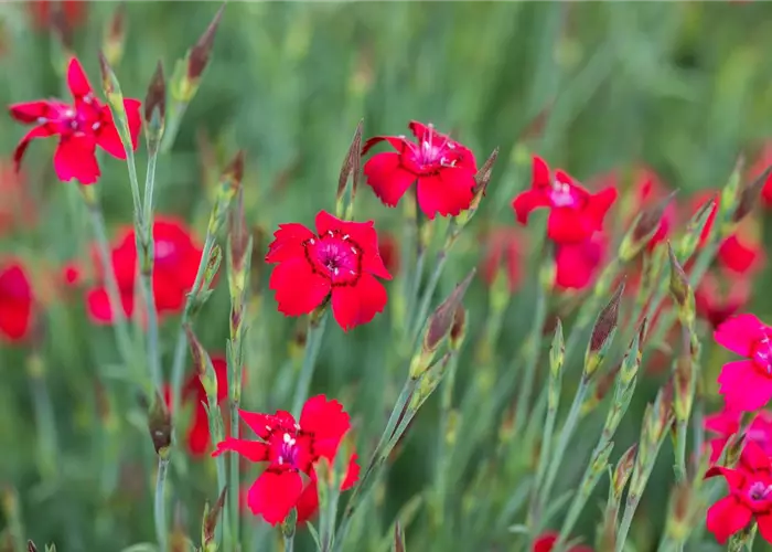 Dianthus deltoides 'Leuchtfunk'
