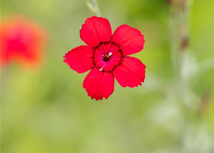 Dianthus deltoides 'Leuchtfunk'