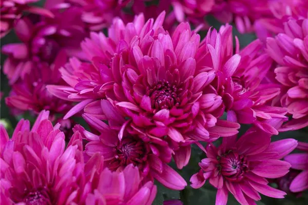 Garten-Winteraster 'Anastasia'