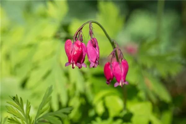 Zwergige Garten-Herzblume 'Bacchanal'