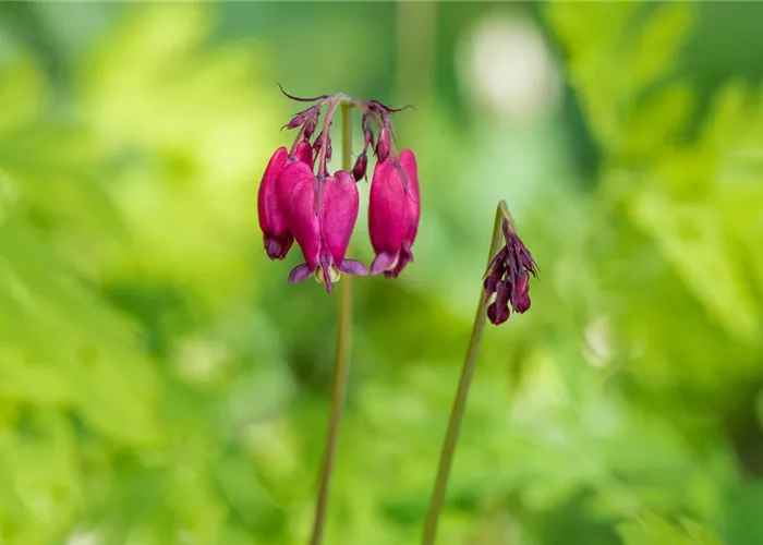 Dicentra formosa 'Bacchanal'
