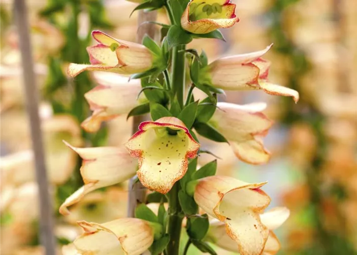 Digitalis ferruginea 'Gelber Herold'