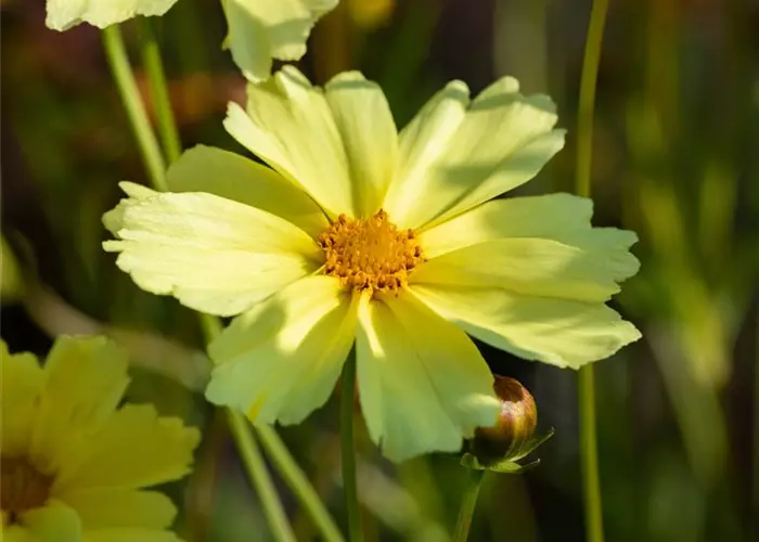 Coreopsis grandiflora 'Full Moon'