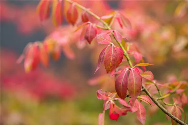 Kriechspindel 'Coloratus'