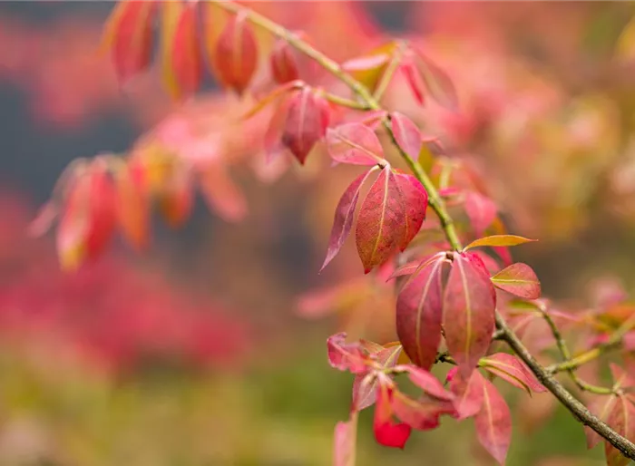 Kriechspindel 'Coloratus'
