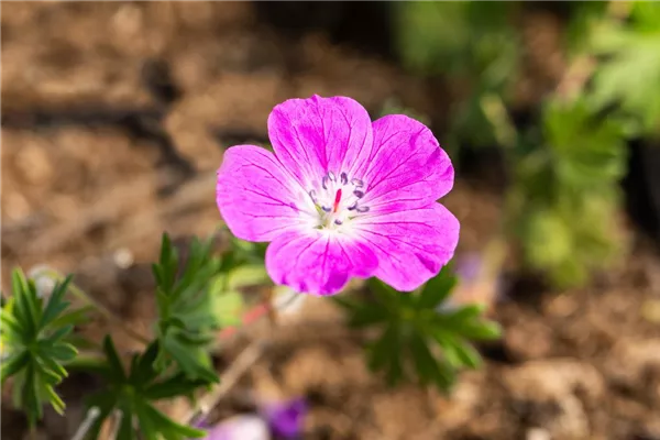 Garten-Blut-Storchschnabel 'Elsbeth'