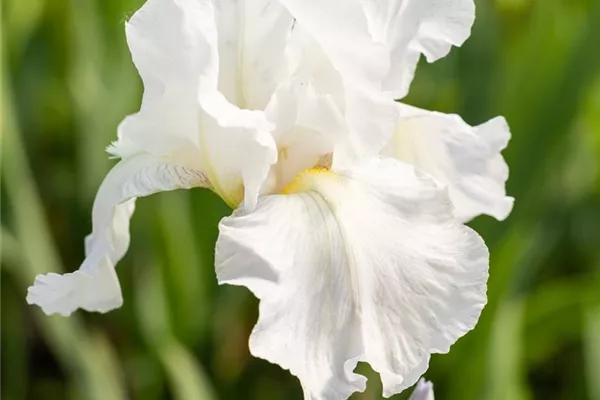 Hohe Bartiris 'Lugano'