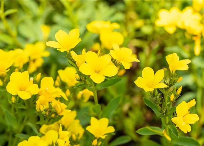 Linum flavum 'Compactum'