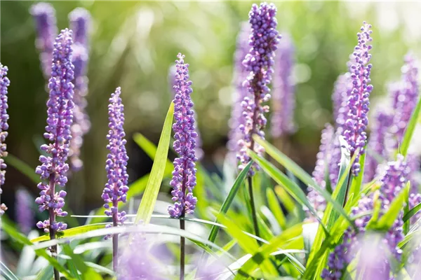 Garten-Glöckchentraube 'Moneymaker'